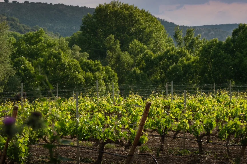 Entorno de Peñaranda de Duero